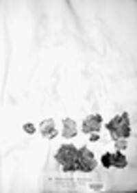 Dermatocarpon miniatum image